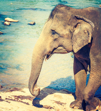 Elephant Cub Bathing In A River.