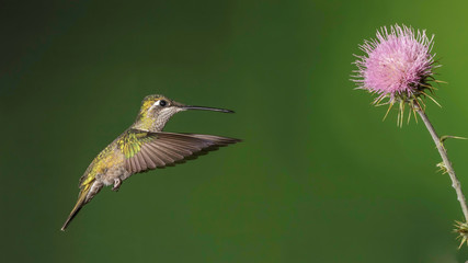 Magnificent Hummingbird Female
