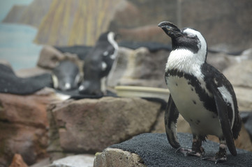 Penguin