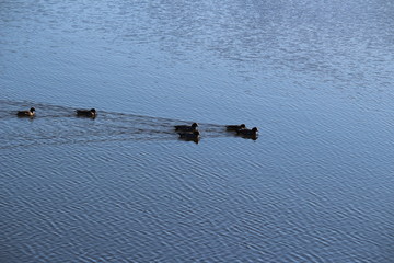 泳ぐヒドリガモ