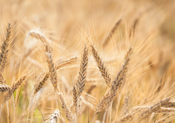 Wheat Field In Blur