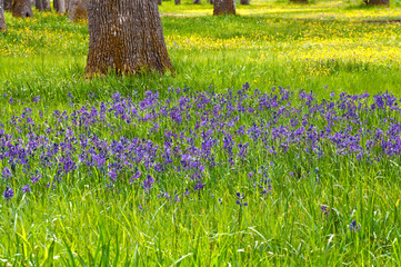 Meadow of Blue Camas wildflowers with yellow buttercups