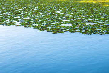 Natural green Azolla background,Mosquito ferns, an aquatic ferns or water algae on Blue sky water reflection Texture.