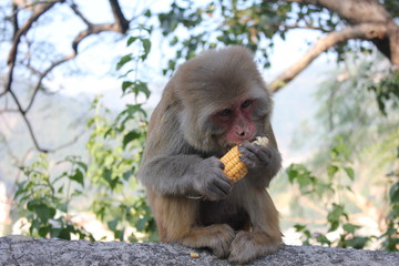Little monkey sitting and eating a sweet corn in Rishikesh, India