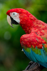 Brazilian Fauna - Macaws