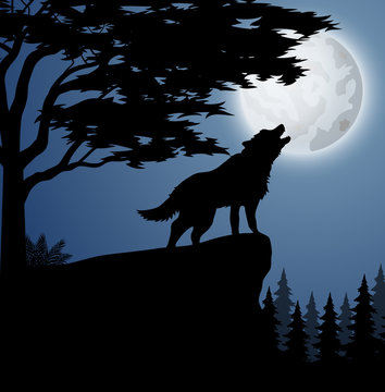 Silhouette wolf in hill at night