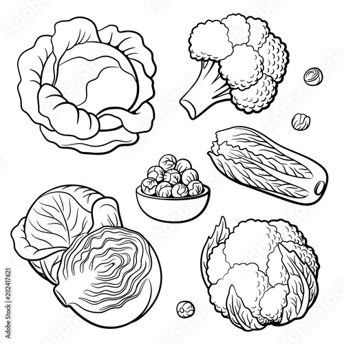 Simple Cauliflower Drawing