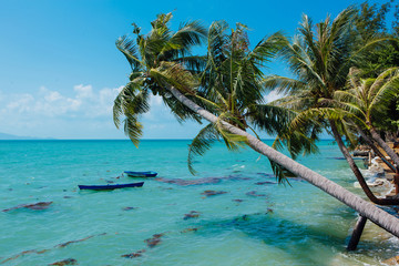 Leaning palm trees over the sea and two boats