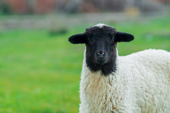 Sheepy