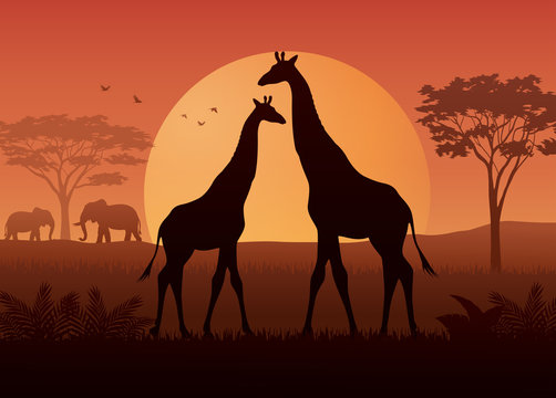 Silhouette  of giraffe and elephant at savanah 