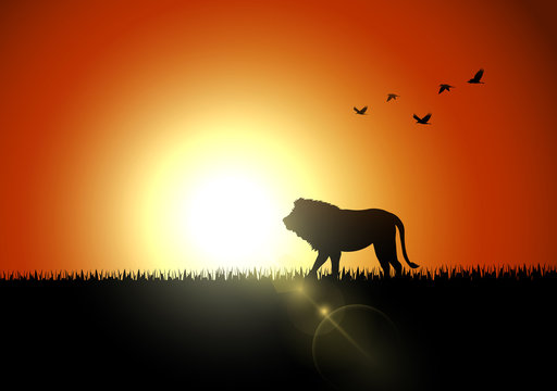 Silhouette lion in sunset at savanah