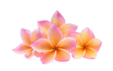 Fototapeta na wymiar frangipani tropical flower, plumeria, Lanthom, Leelawadee flower isolated white background, 6 petals