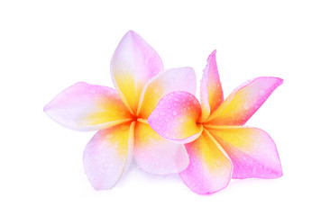 pink frangipani (plumeria) flower isolated on white background