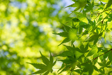 Fototapeta na wymiar 新緑の楓と木漏れ日