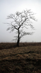 Lonely, leafless tree at the side of the field on foggy spring morning. 