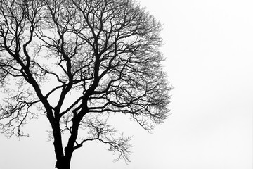 Lonely, leafless tree in morning fog.