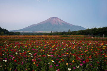 Mt. Fuji over Zinnia Flowers in Summer