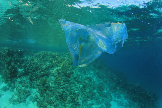 Plastic bag pollutes ocean coral reef