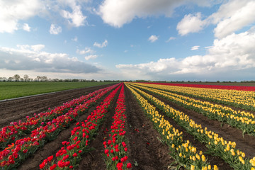 Rote und gelbe Tulpen bis zum Horizont