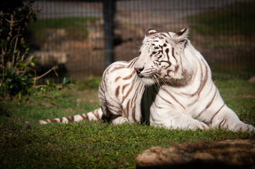 White Bengal Tiger (Panthera tigris)  in Montgomery Zoo in Montgomery, Alabama