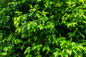 Fototapeta na wymiar Green leaf pattern with sunlight texture background.
