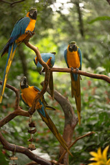 Brazilian Fauna - Macaws