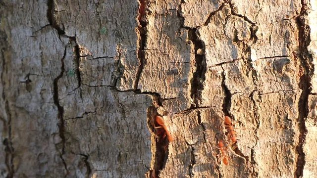 Red ants walk in a row on the bark of trees, with sunlight in the morning.