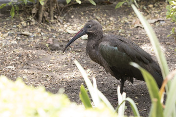Hadada ibis which is covered in the shade of trees in a small park near the hotel