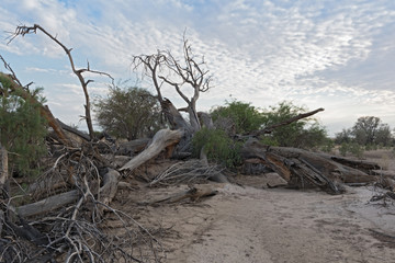 Fototapeta na wymiar sunrise over the dry swakop river in Namibia