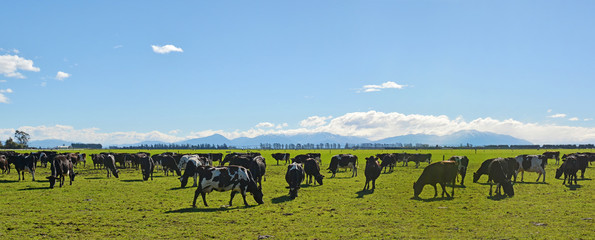 Dairy Farming on Canterbury Plains Panorama