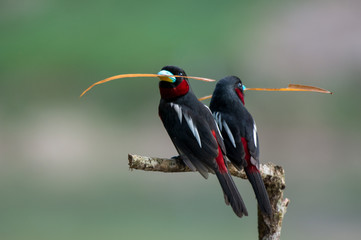 Lovely bird couple, Black-and-red Broadbill