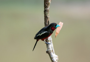 Black-and-red Broadbill