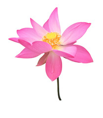 Pink Lotus flower isolated on white background.