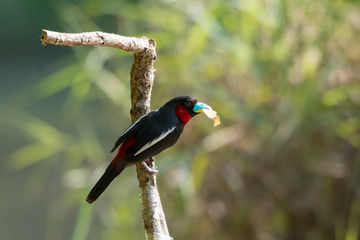 Black-and-red Broadbill