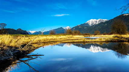 Naklejka na ściany i meble Reflections of snow covered Golden Ears Mountain and Edge Peak in the waters of Pitt-Addington Marsh in the Fraser Valley near Maple Ridge, British Columbia, Canada on a clear winter day