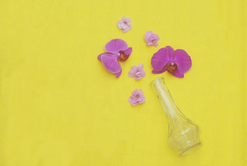 Beautiful Pink Orchid Flower Glass Vase Isolated on Yellow Background Copy Space
