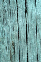 Fototapeta premium The texture of a tree painted in turquoise. Background of a fashionable color is Arcadia.