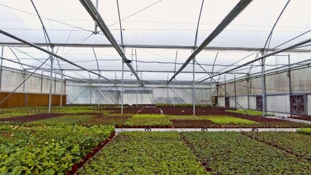 Aerial footage from inside a large greenhouse with flowers