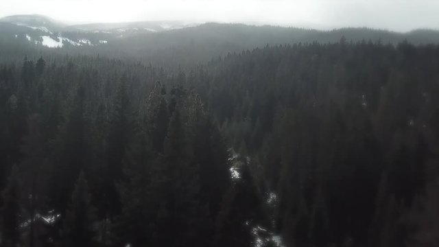 Snow Forest  , Mt Hood Area , Oregon , drone asc 