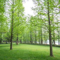 Fototapeta na wymiar pine trees in a green field