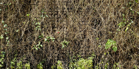 material dry green wall