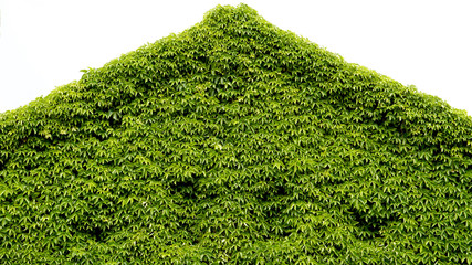 Creative park with green roof triangle front elevation