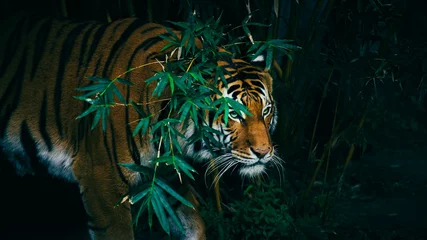 Foto op Canvas Een Bengaalse tijger verstopt zich in het bos achter groene takken © Sherrod Photography