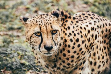 A curious young cheetah looks to its side for any predators