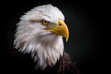 Poster Isolierter wütender Adler, der Dwon nach rechts anstarrt © Sherrod Photography