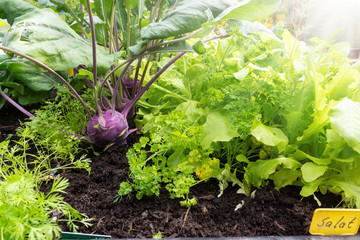 Turnip greens, lettuce and other crops in the raised bed