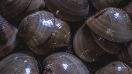 stack of sea shells. closeup of sea shells. natural texture background