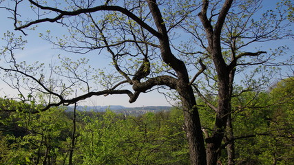 Fototapeta na wymiar Wałbrzych ukryty pośród lasów - krajobraz Wałbrzycha pod gałęzią drzewa