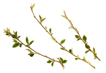 Set of spring twigs with small green leaves