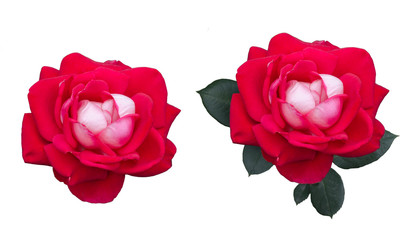Set of red rose flower and leaves